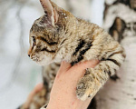 Кошки в Новосибирске: Котенок девочка полосатая Девочка, 5 руб. - фото 3