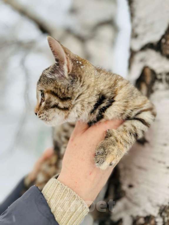 Кошки в Новосибирске: Котенок девочка полосатая Девочка, 5 руб. - фото 3