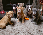 Собаки в Орске: Американский булли покет Разнополые, Бесплатно - фото 1