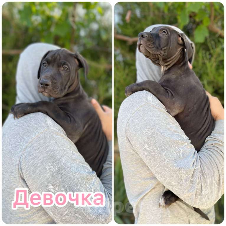 Собаки в других городах Крыма: Американский питбуль  Мальчик, 65 000 руб. - фото 7