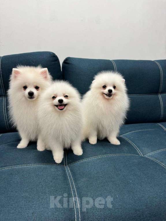 Собаки в Пензе: Щенок немецкого шпица  Мальчик, Бесплатно - фото 8