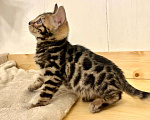 Кошки в Москве: Бенгальский котенок  Девочка, 50 000 руб. - фото 4