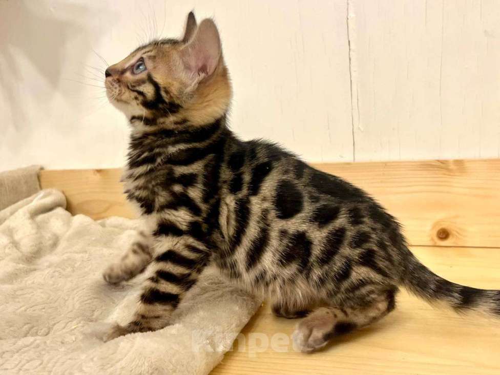 Кошки в Москве: Бенгальский котенок  Девочка, 50 000 руб. - фото 4