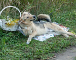 Собаки в Электростали: Удивительный пёс Чингиз в поиске дома Мальчик, Бесплатно - фото 3