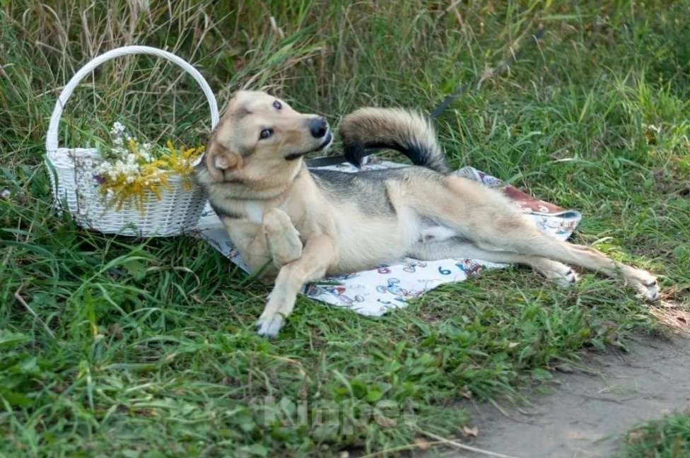 Собаки в Электростали: Удивительный пёс Чингиз в поиске дома Мальчик, Бесплатно - фото 3