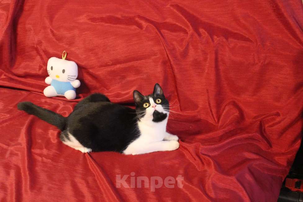 Кошки в Москве: Очаровательная Панечка, 6 мес., в добрые руки Девочка, Бесплатно - фото 4