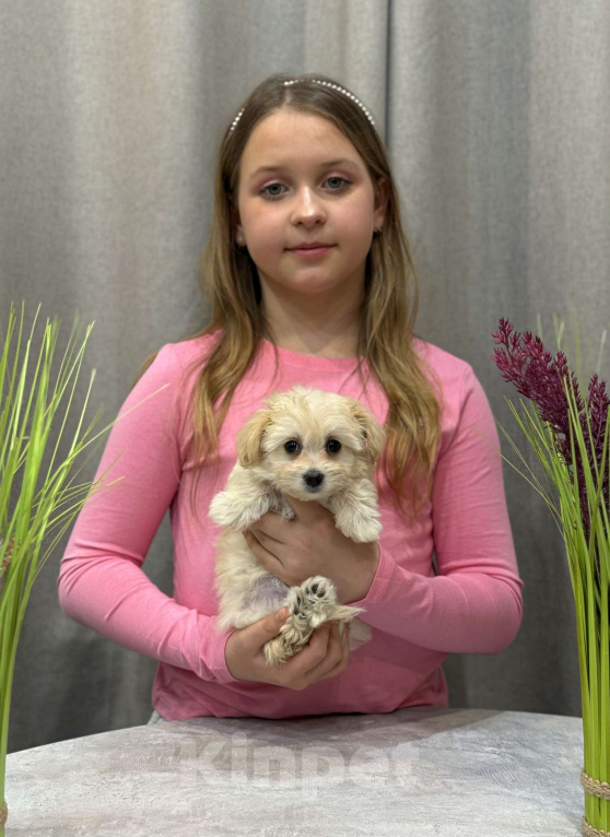 Собаки в Москве: Мальтипу девочка 2 Девочка, 180 000 руб. - фото 4