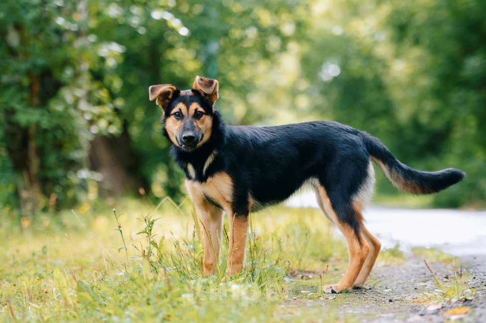 Собаки в Москве: Ника Девочка, Бесплатно - фото 4