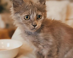 Кошки в Калуге: Котенок Девочка, Бесплатно - фото 1