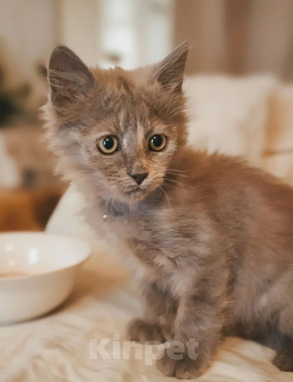 Кошки в Калуге: Котенок Девочка, Бесплатно - фото 1