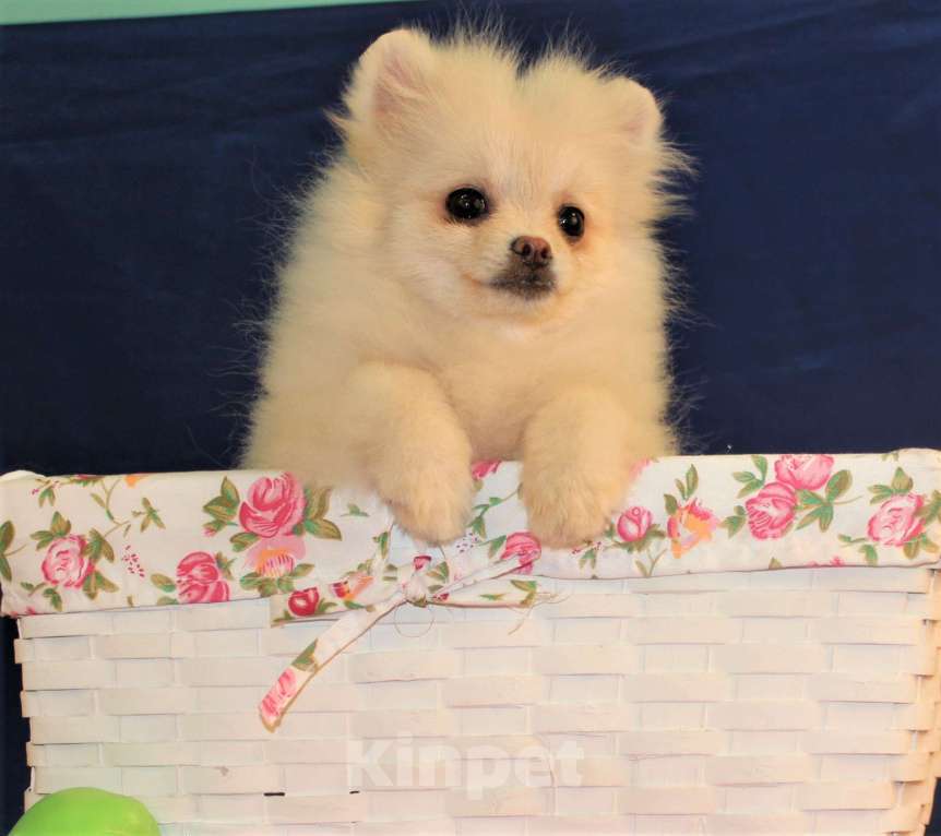 Собаки в Москве: померанский шпиц щенки мини и микро, 25 000 руб. - фото 6