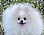 Собаки в Нижнем Тагиле: Померанец бело-кремовый, мальчик  Мальчик, 45 000 руб. - фото 1