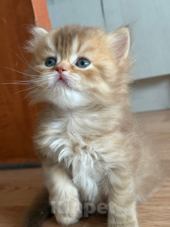 Кошки в Москве: Шотландские котята Девочка, Бесплатно - фото 3