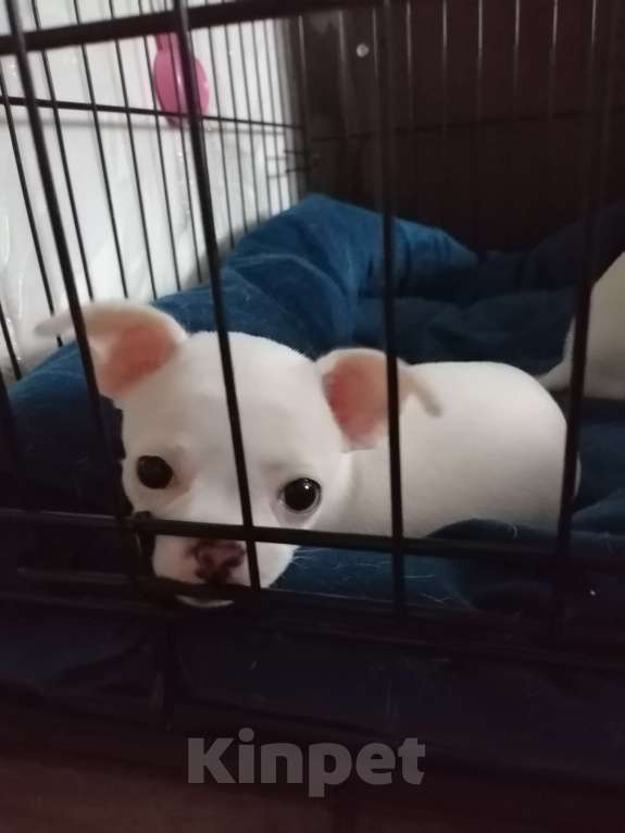 Собаки в Хабаровске: Щенок чихуахуа девочка  Девочка, 25 000 руб. - фото 3