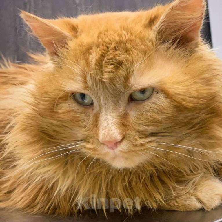 Кошки в Москве: Хозяева выкинули Твикса на улицу в мороз Мальчик, Бесплатно - фото 4