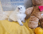 Кошки в Москве: Девочка Рэгдолл Девочка, 95 000 руб. - фото 5