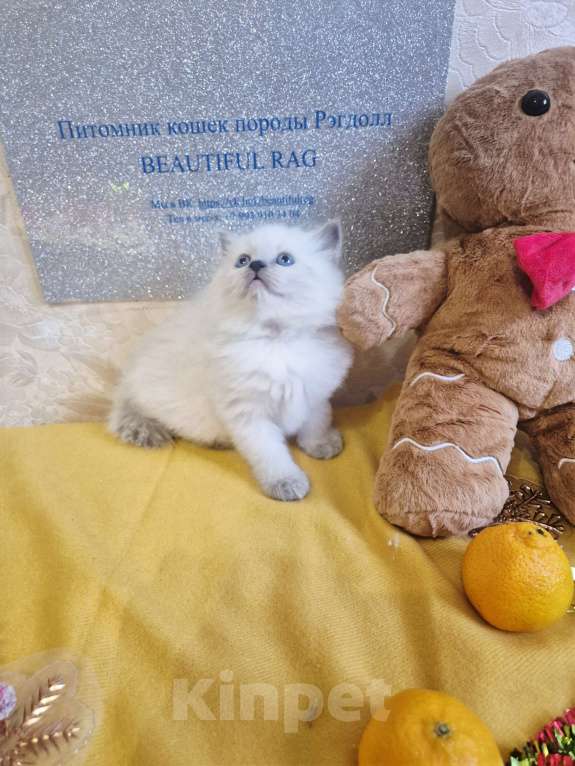 Кошки в Москве: Девочка Рэгдолл Девочка, 95 000 руб. - фото 5