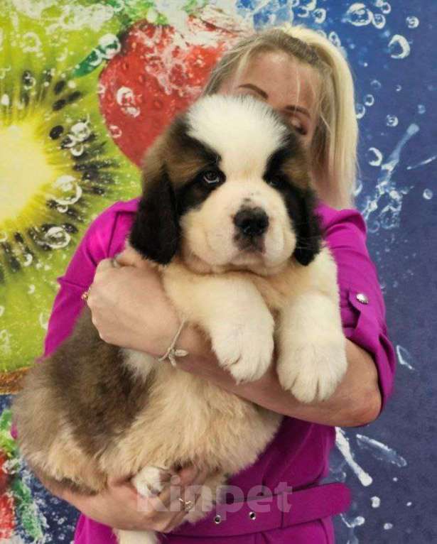 Собаки в Москве: Щенки сенбернара  Мальчик, 80 000 руб. - фото 2