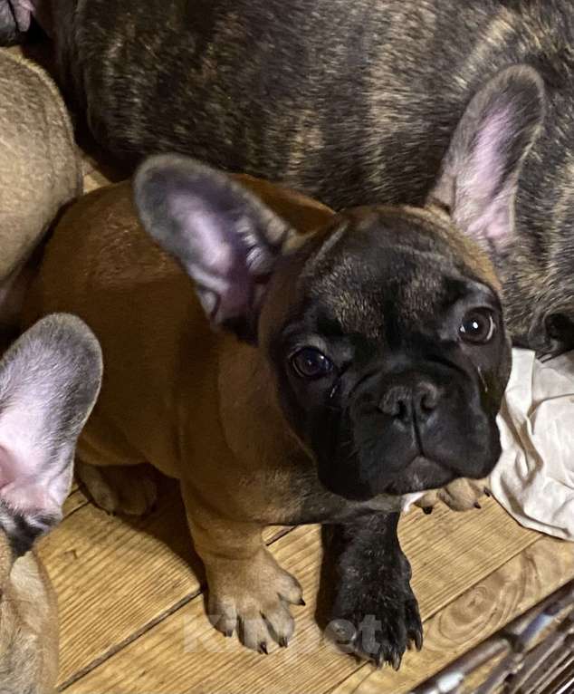 Собаки в Санкт-Петербурге: Шикарный мальчик французского бульдога  Мальчик, 45 000 руб. - фото 4