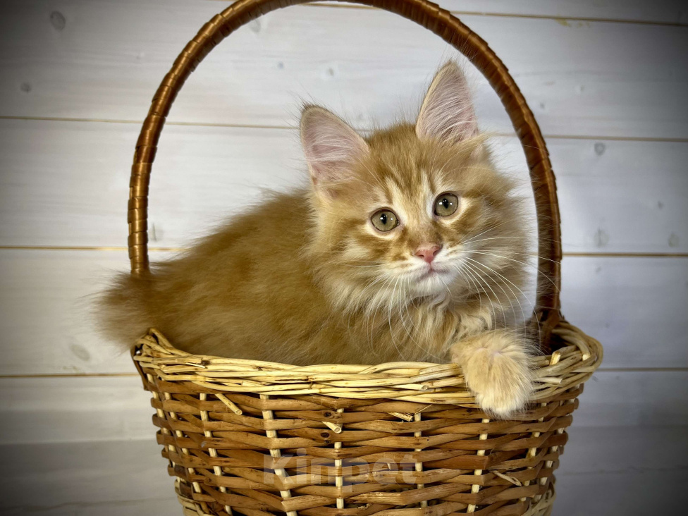 Кошки в других городах Московской области: Prize of Rufus Vallis Мальчик, 50 000 руб. - фото 4