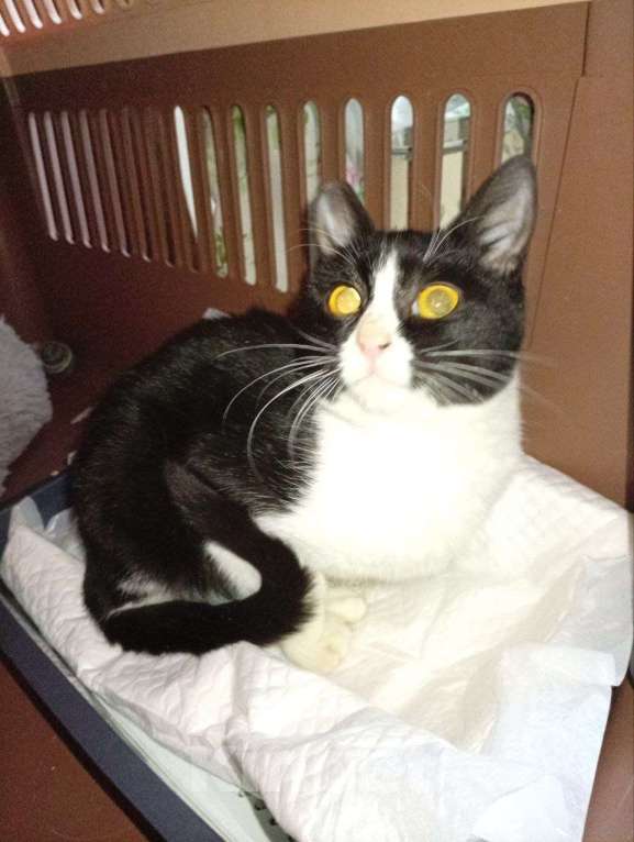 Кошки в Москве: котенок Софи ищет дом Девочка, Бесплатно - фото 1