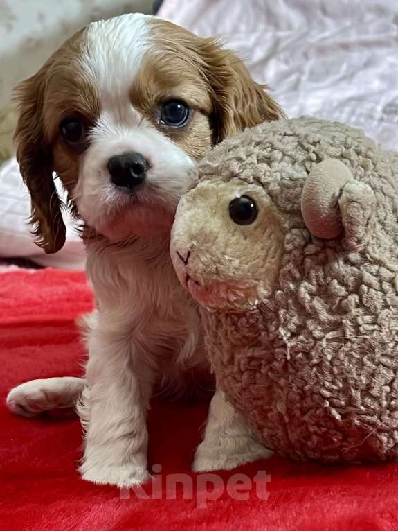 Собаки в Москве: Девочка кавалерочка Девочка, 85 000 руб. - фото 2