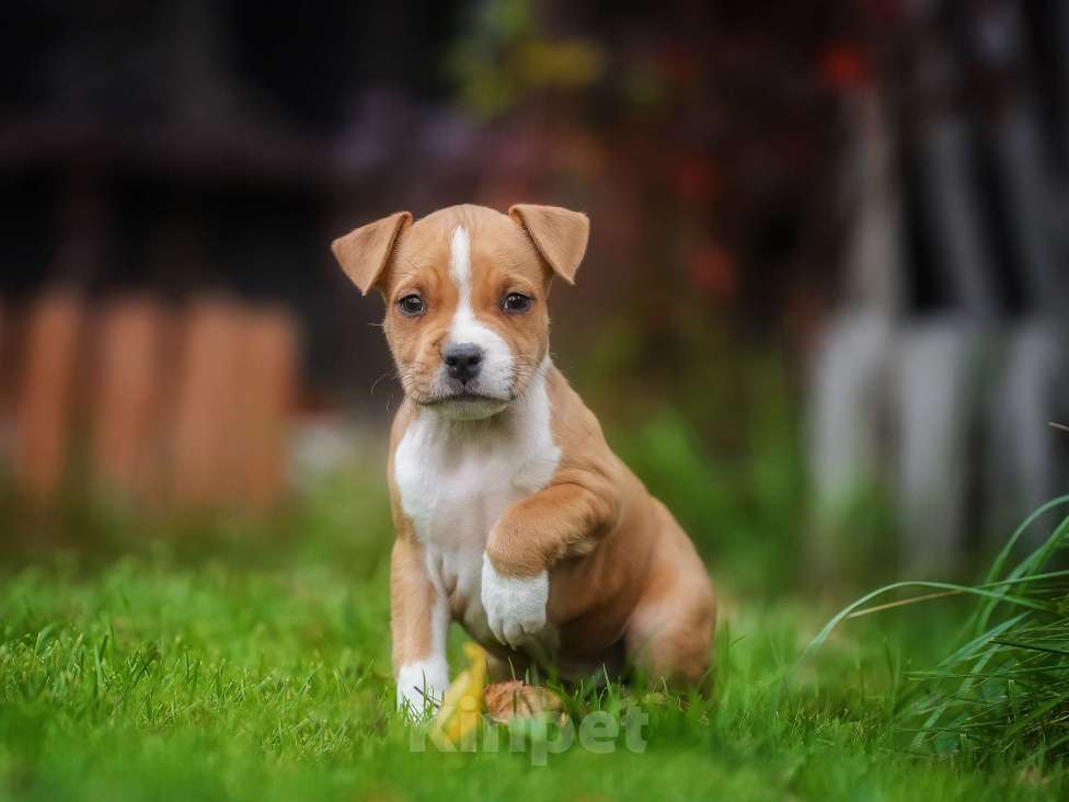 Собаки в других городах Самарской области: Породные щенки АСТ из питомника Девочка, 50 000 руб. - фото 4