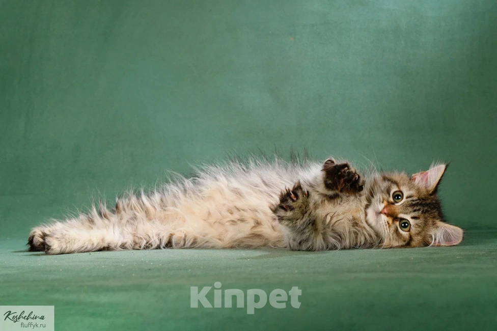 Кошки в Москве: Сибирская девочка лесного окраса Девочка, 55 000 руб. - фото 2