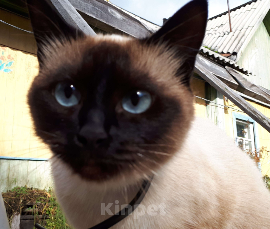 Кошки в Сыктывкаре: Котята тайской породы. Мальчик, Бесплатно - фото 1
