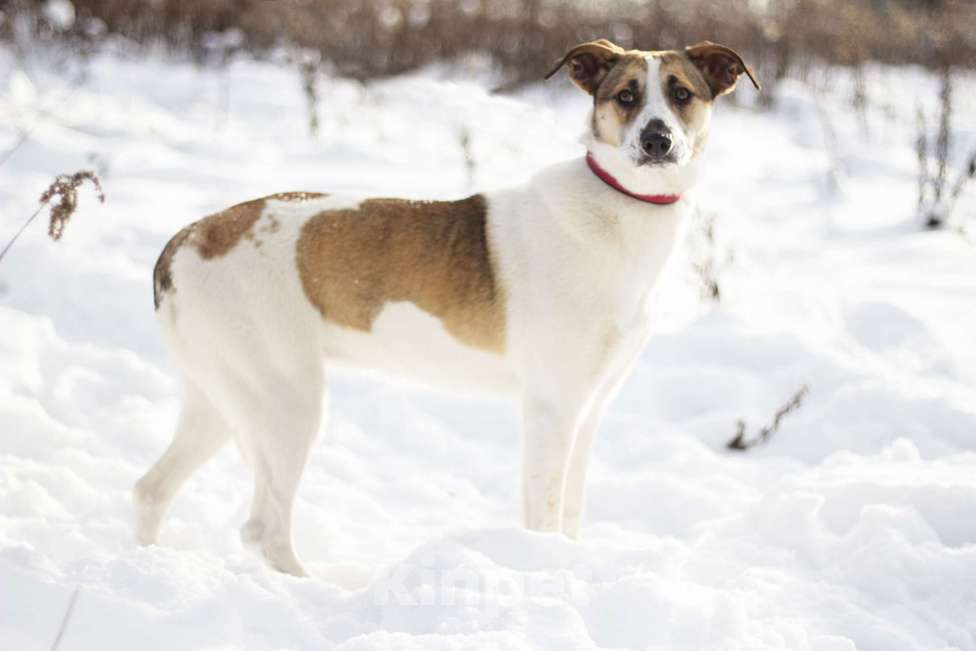 Собаки в Москве: Скромная Райна с веснушками в поисках дома Девочка, Бесплатно - фото 4