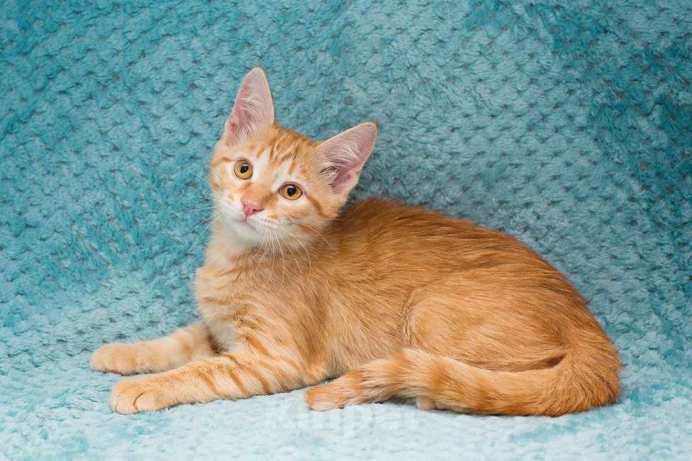 Кошки в Москве: Рыжий котенок Марчелло Мальчик, Бесплатно - фото 4