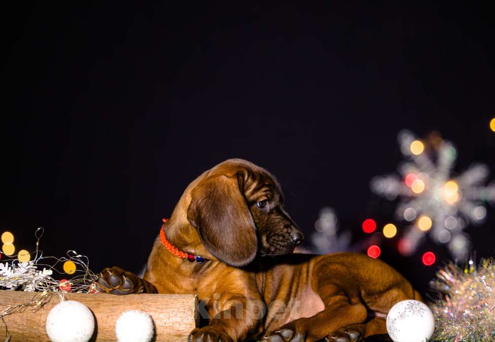 Собаки в Нижнем Новгороде: Сука, 1.5 месяца Девочка, 120 000 руб. - фото 2