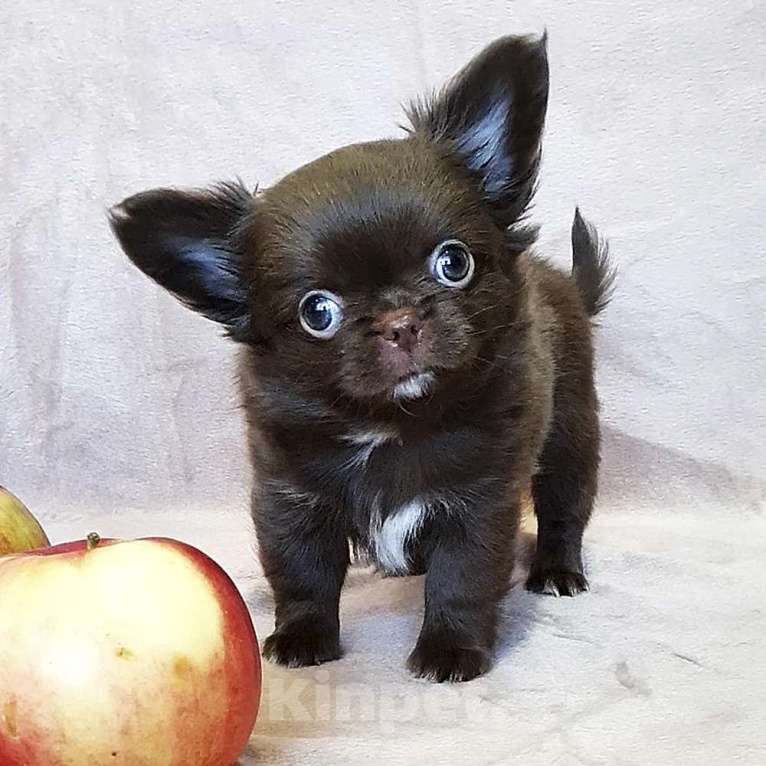 Собаки в Зеленограде: Чихуахуа красивая девочка Девочка, 70 000 руб. - фото 5