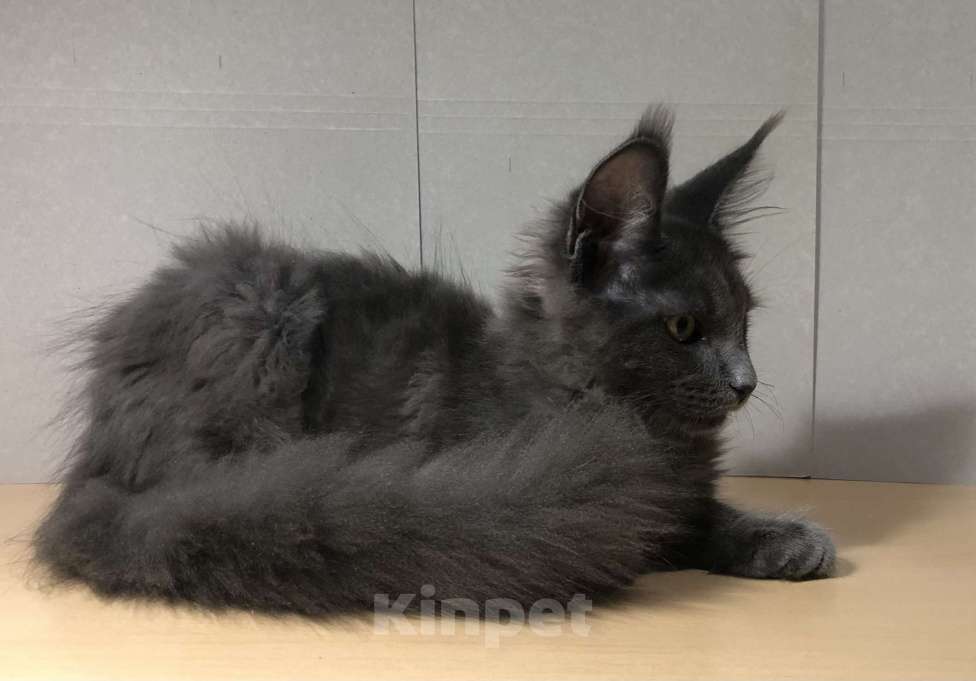 Кошки в Новосибирске: Котята Мейн-кун Мальчик, 20 000 руб. - фото 2