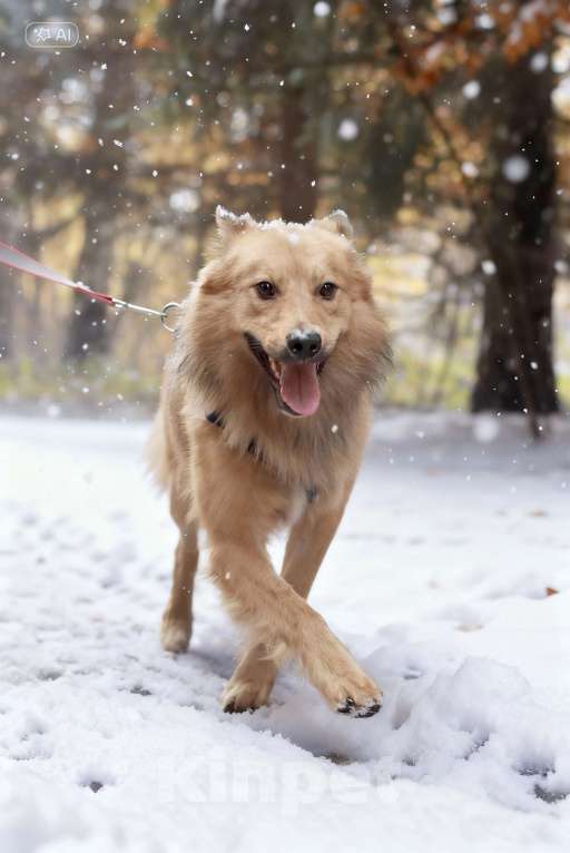 Собаки в Москве: Лёвушка в поиске надежного плеча Мальчик, Бесплатно - фото 2