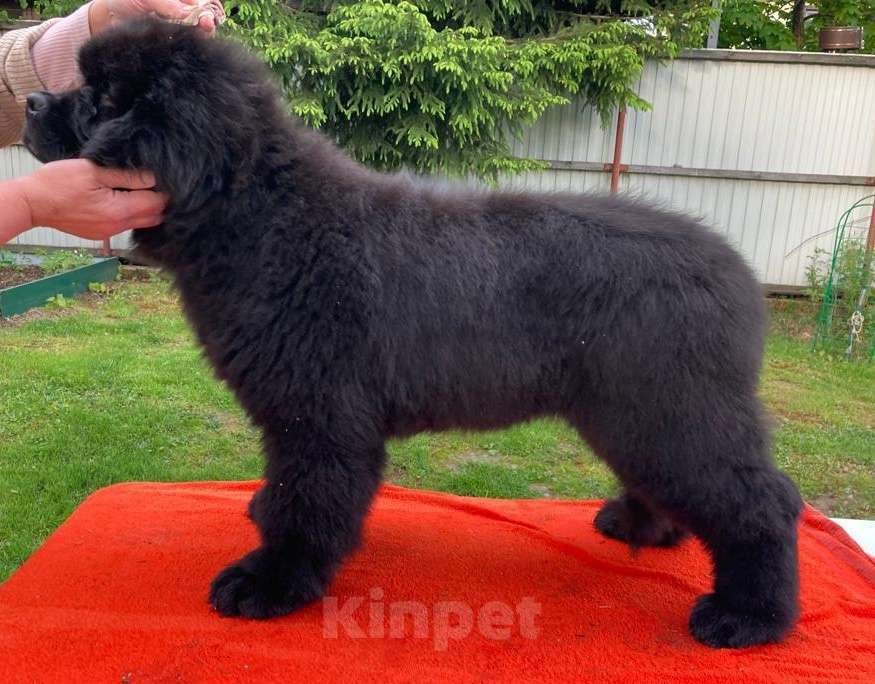 Собаки в Санкт-Петербурге: Щенки ньюфаундленда в СПб Девочка, 70 000 руб. - фото 2