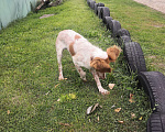 Собаки в Саратове: пропала собака, испугалась фейверков под новый год Мальчик, 1 000 руб. - фото 1