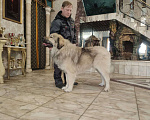 Собаки в Екатеринбурге: Блондин Мальчик, 70 000 руб. - фото 3