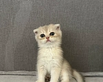 Кошки в Саратове: Шотландская голубая золотая шиншила Девочка, 18 000 руб. - фото 8