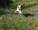 Собаки в Люберцах: Замечательный малыш Мальчик, 90 000 руб. - фото 2