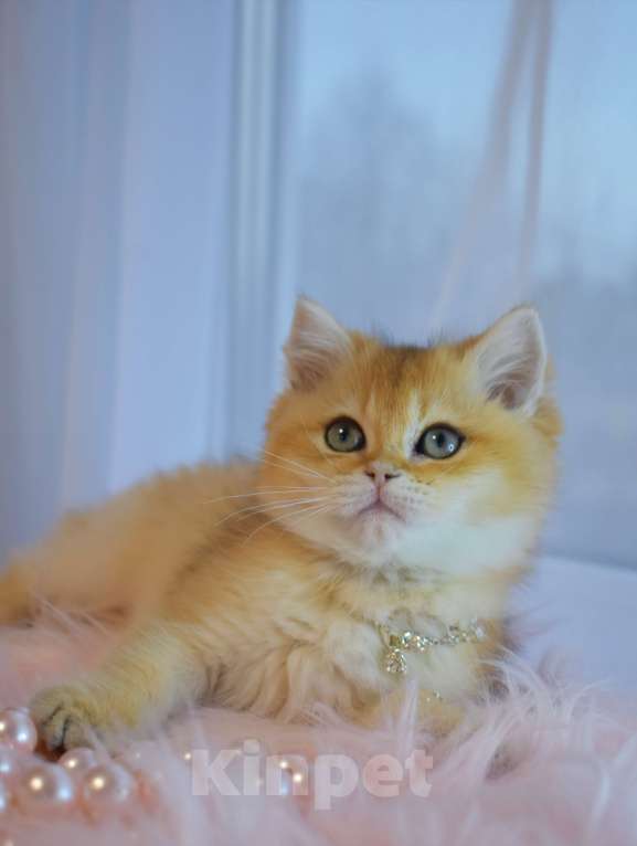 Кошки в Москве: Британская золотая шиншилла  Девочка, 90 000 руб. - фото 6