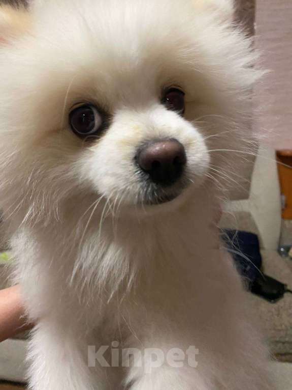 Собаки в Каменске-Уральском: Зовут лео Мальчик, 6 000 руб. - фото 2