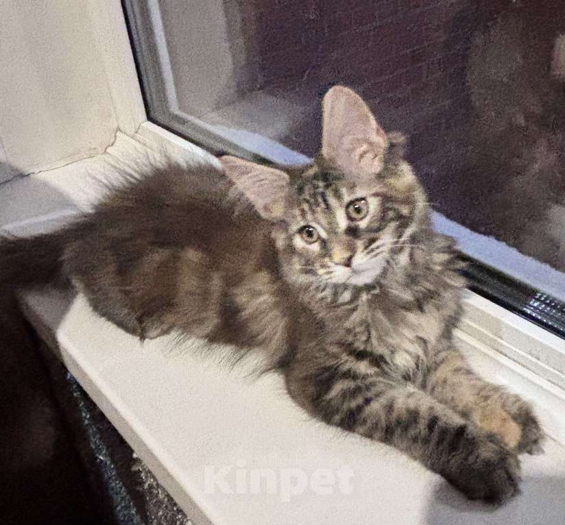 Кошки в Петергофе: Крупная девчоночка Девочка, 40 000 руб. - фото 5