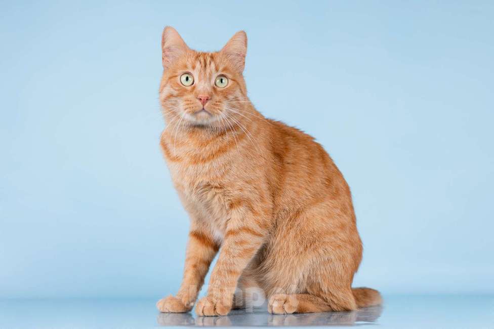 Кошки в Москве: Ярко-рыжий ласковый кот Персей в добрые руки Мальчик, Бесплатно - фото 7