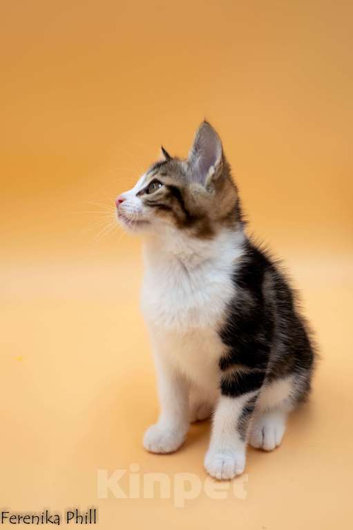 Кошки в Хабаровске: Котёнок Курильского Бобтейла Ференика Фил ЛЕВАЙ  Мальчик, 40 000 руб. - фото 8