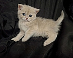 Кошки в Москве: Шотландская кошечка "голубая золотая шиншилла" Девочка, 40 000 руб. - фото 2