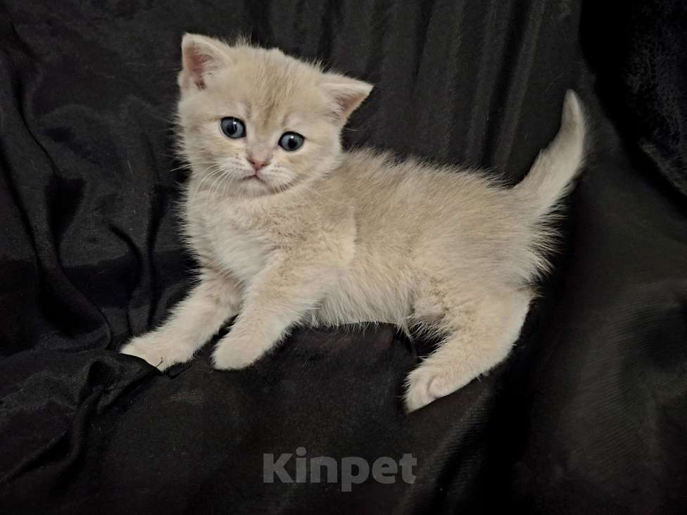 Кошки в Москве: Шотландская кошечка "голубая золотая шиншилла" Девочка, 40 000 руб. - фото 2