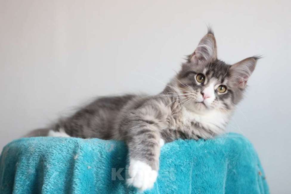 Кошки в Екатеринбурге: Котенок мейнкун из питомника РИЧКУН Мальчик, 40 000 руб. - фото 9