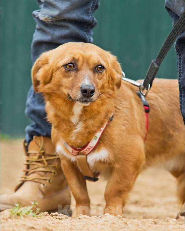 Собаки в других городах Московской области: Нежная Люси ищет дом Девочка, Бесплатно - фото 4
