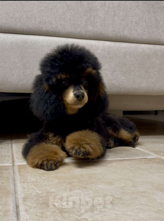 Собаки в Калуге: Пудель фантом  Мальчик, 75 000 руб. - фото 1